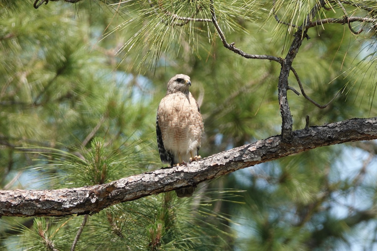 Red-shouldered Hawk - ML633883058