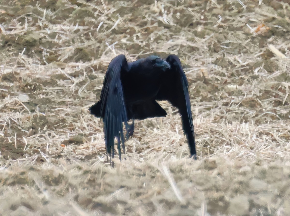 Common Raven - ML633883070