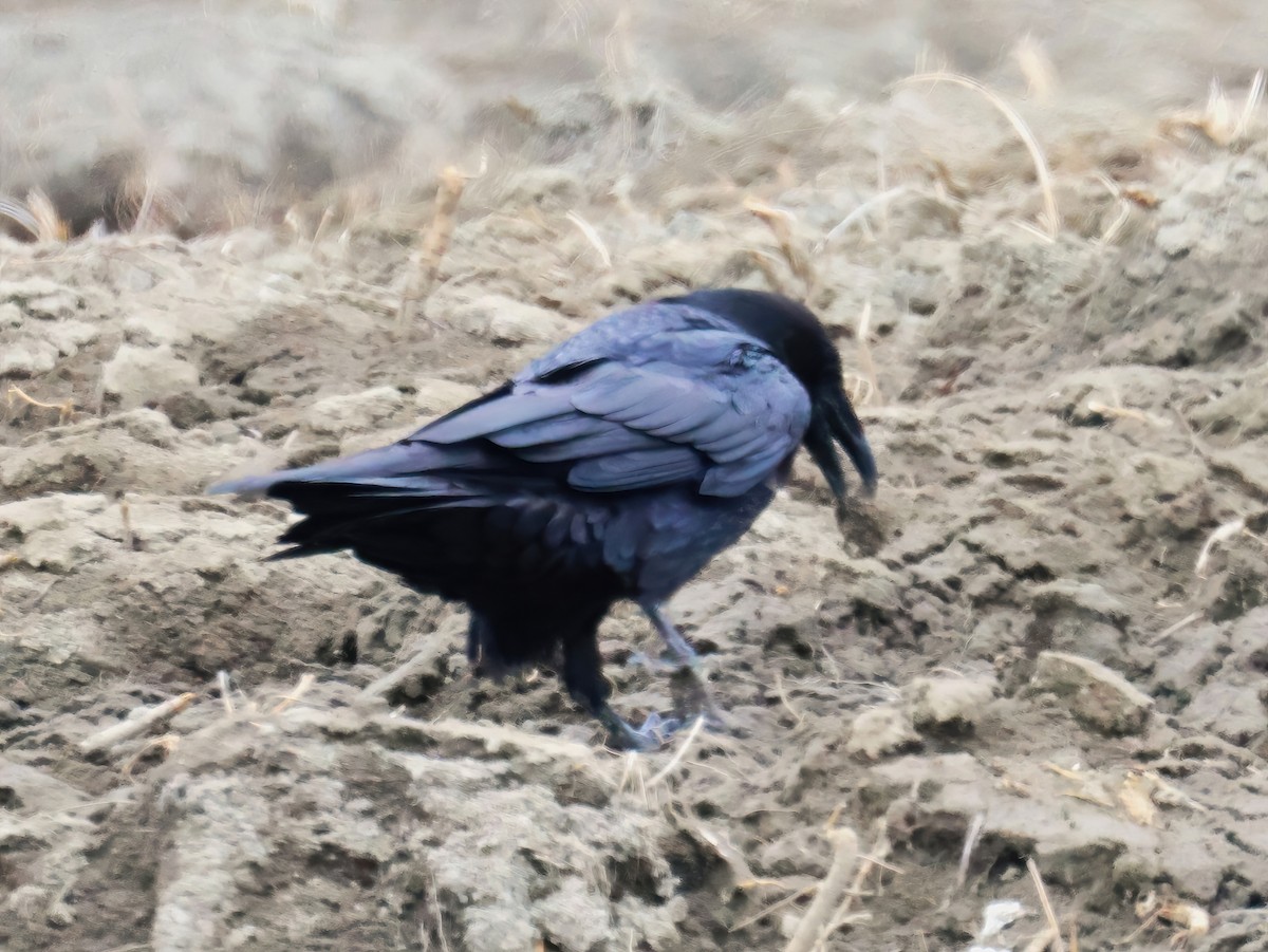 Common Raven - ML633883071