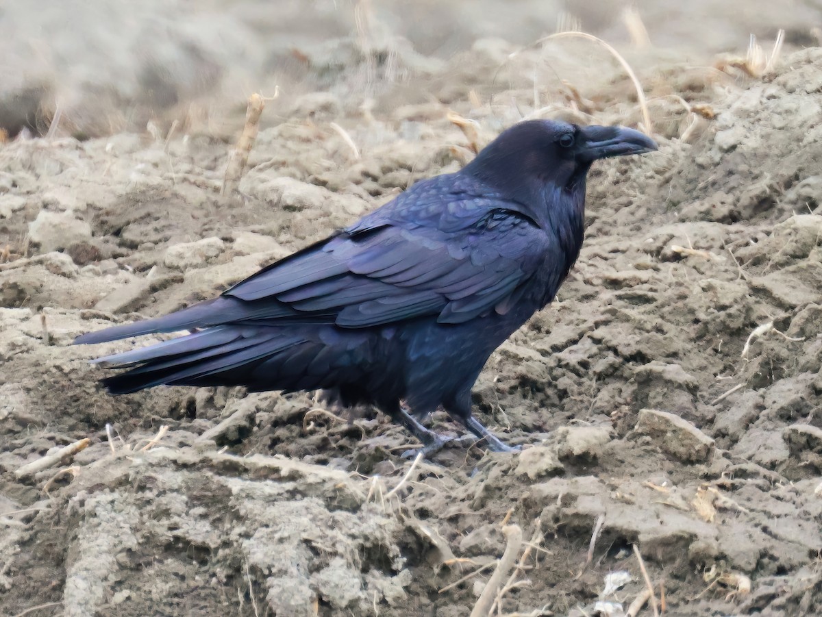 Common Raven - ML633883073