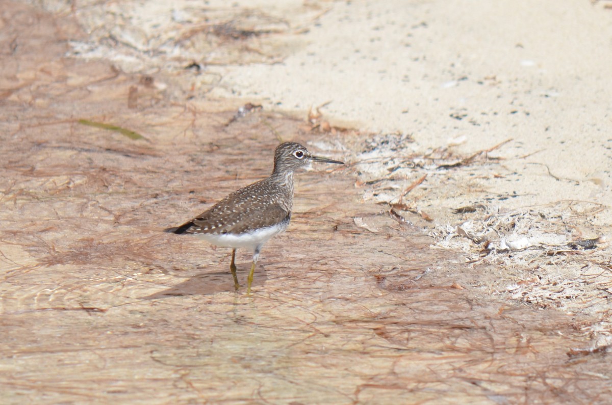 Solitary Sandpiper - ML633883171