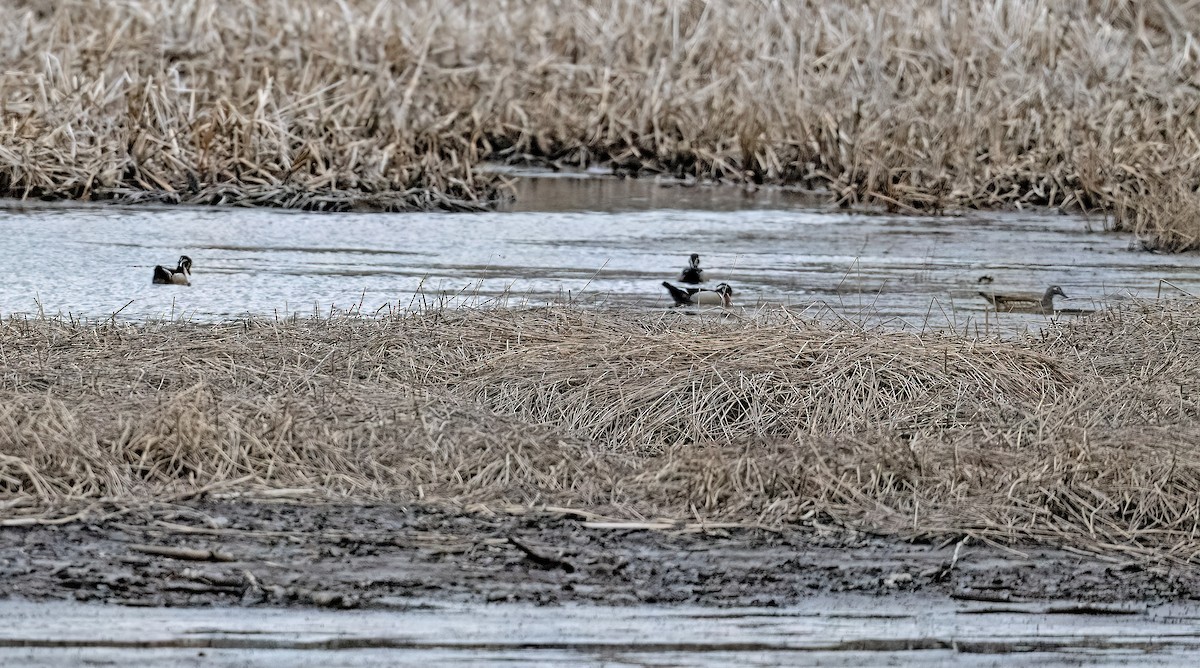 Wood Duck - ML633883270