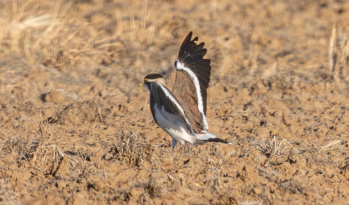 Banded Lapwing - ML633883348