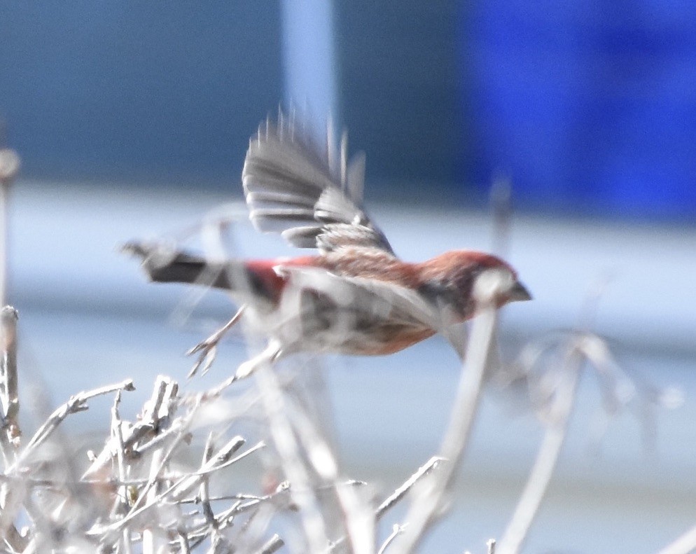 House Finch - ML633883393