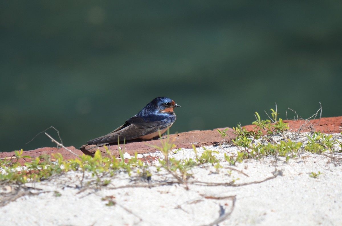 Barn Swallow - ML633883399