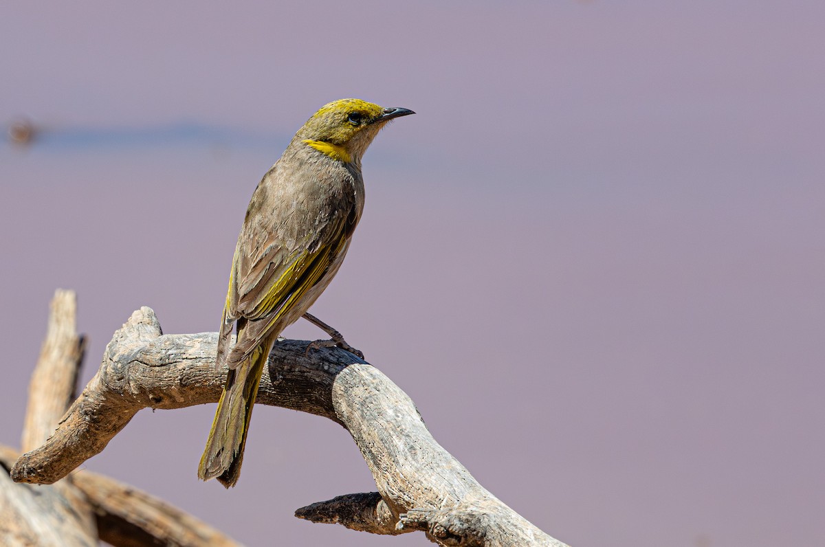Yellow-plumed Honeyeater - ML633883455