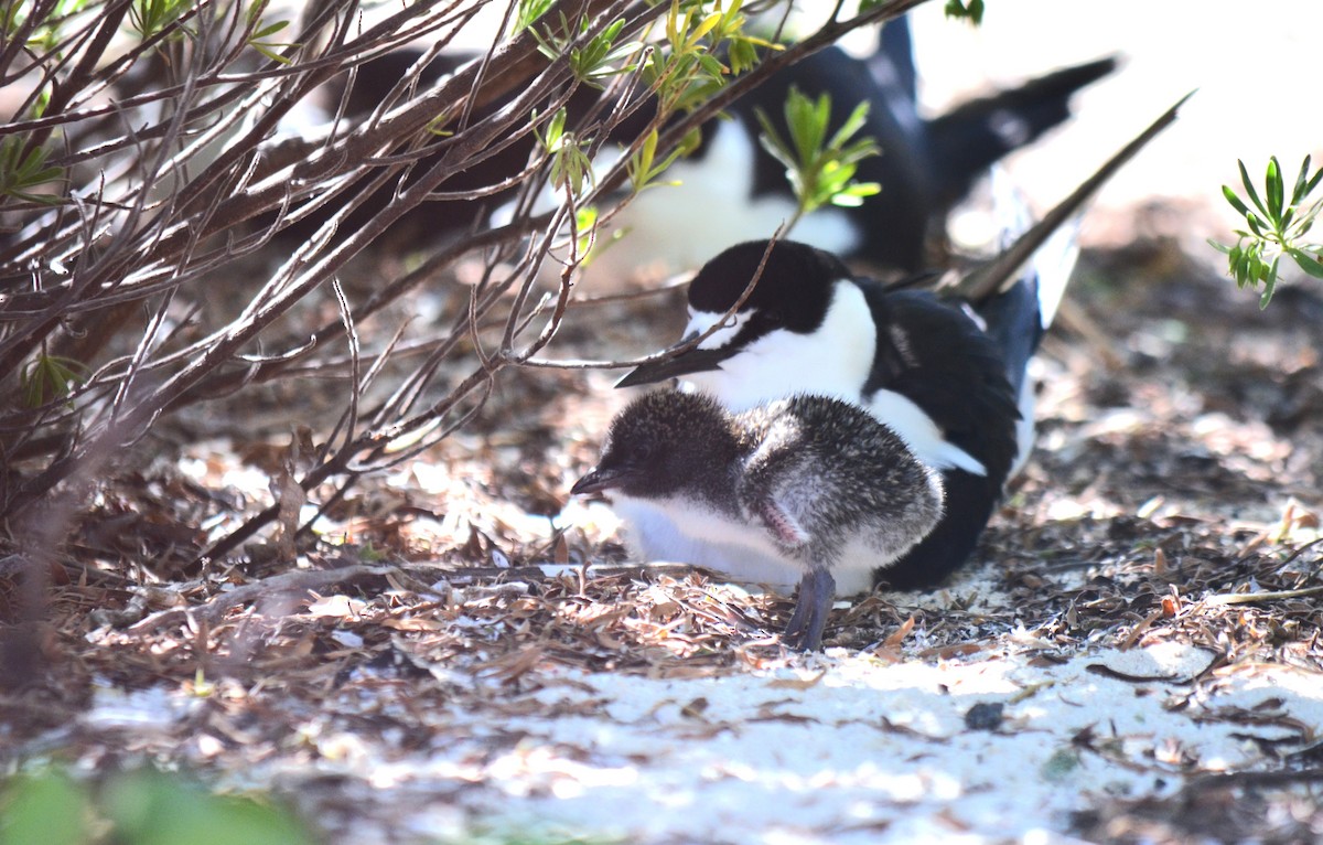 Sooty Tern - ML633883622