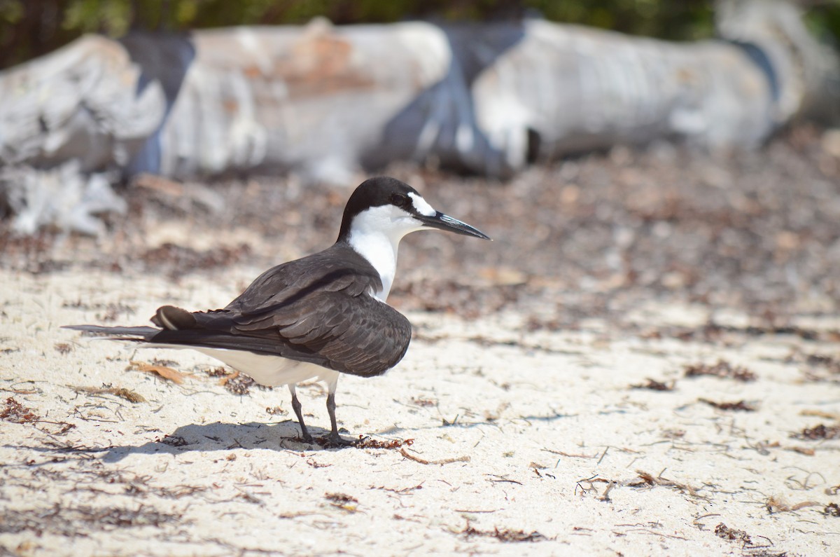 Sooty Tern - ML633883676