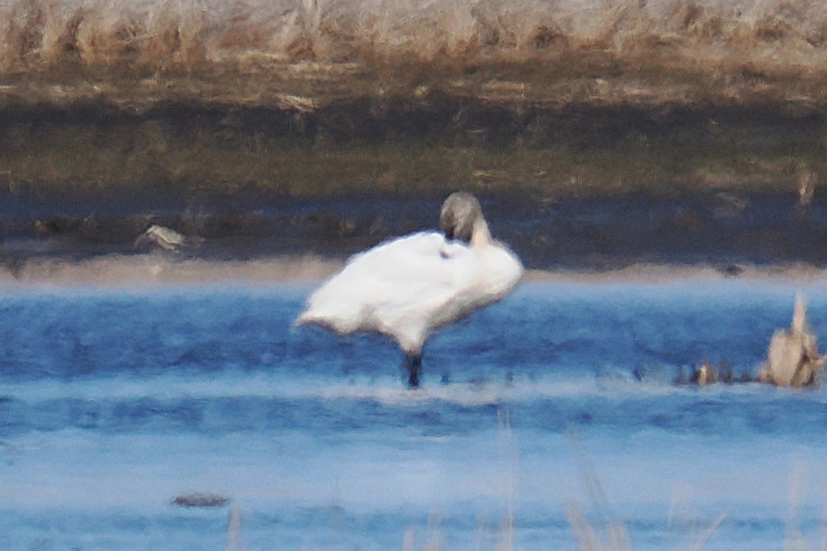 Trumpeter/Tundra Swan - Kenner Dull