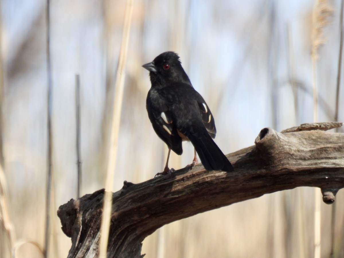 Eastern Towhee - ML633883821