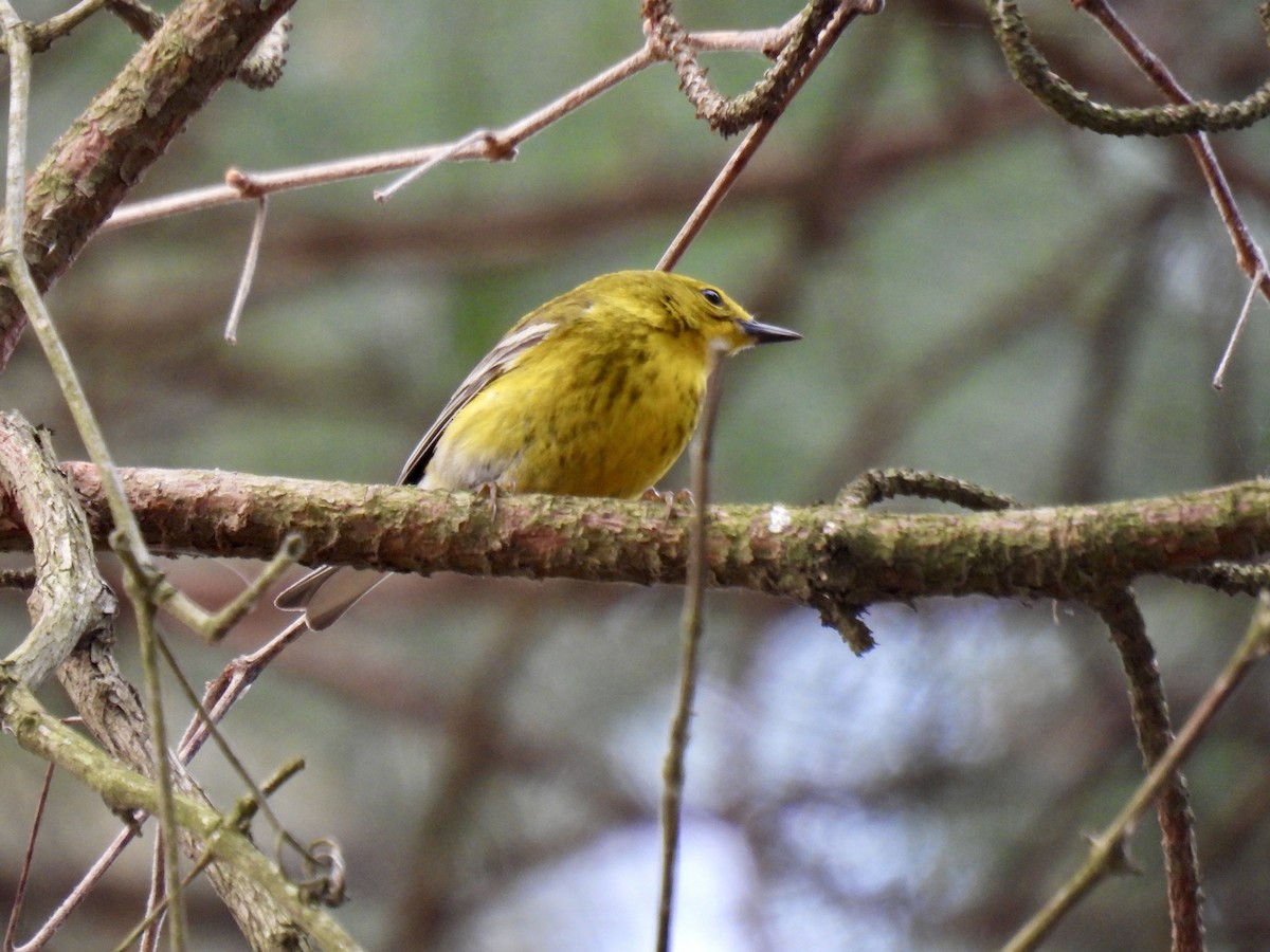 Pine Warbler - ML633883852