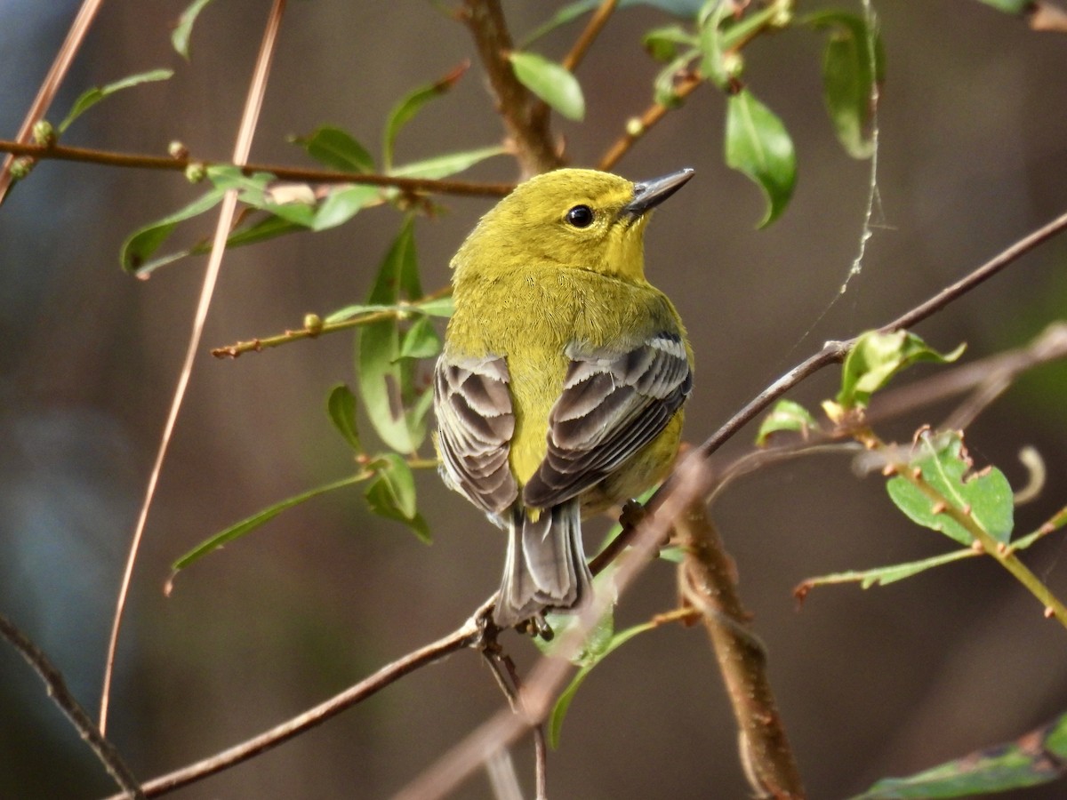 Pine Warbler - ML633883853