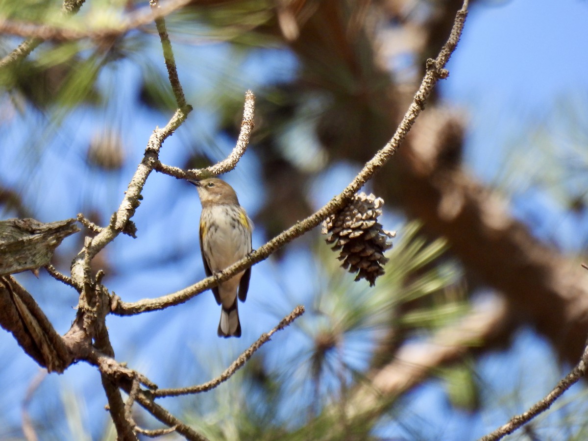 Yellow-rumped Warbler (Myrtle) - ML633883862