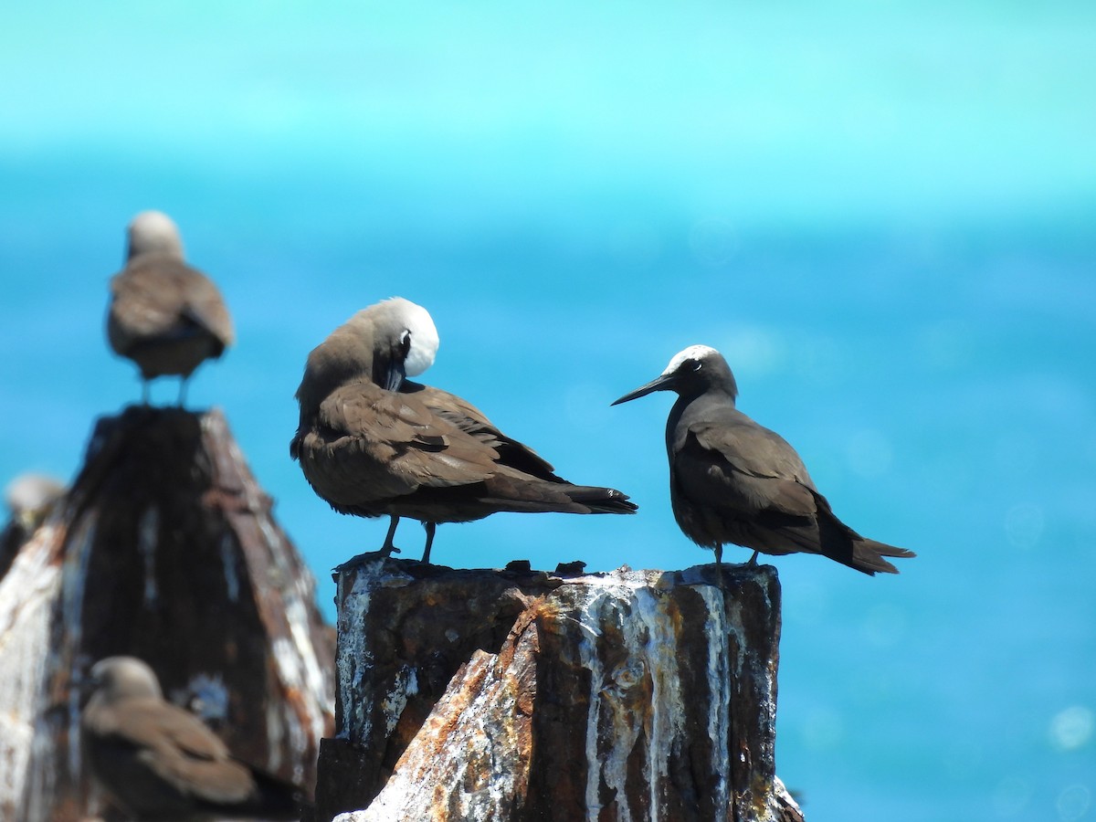 Black Noddy - ML633883957