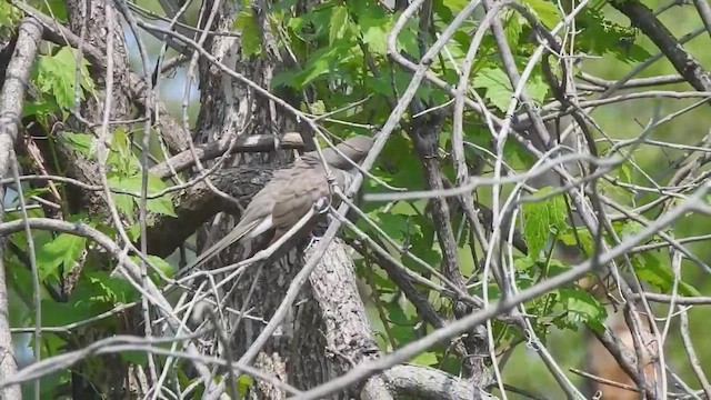 Yellow-billed Cuckoo - ML633883992