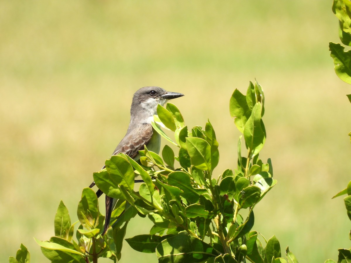 Gray Kingbird - ML633884009