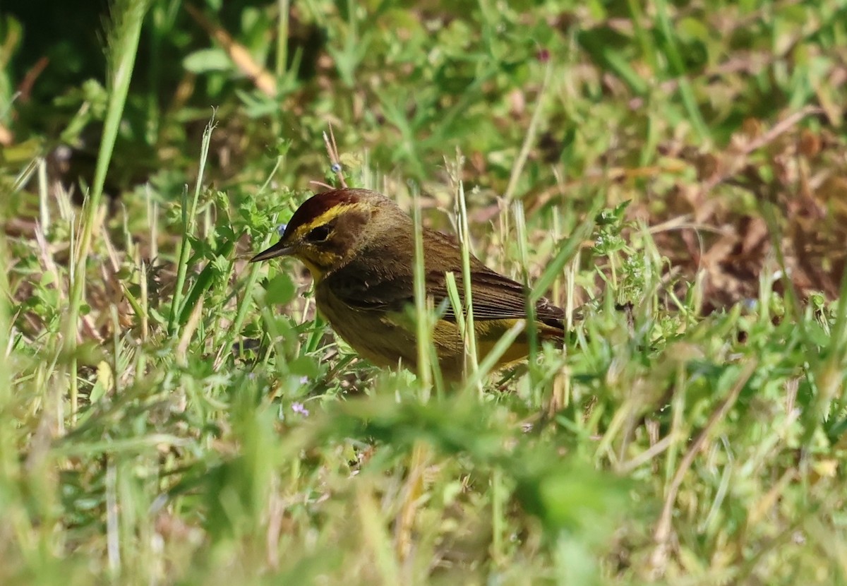 Palm Warbler - ML633884113