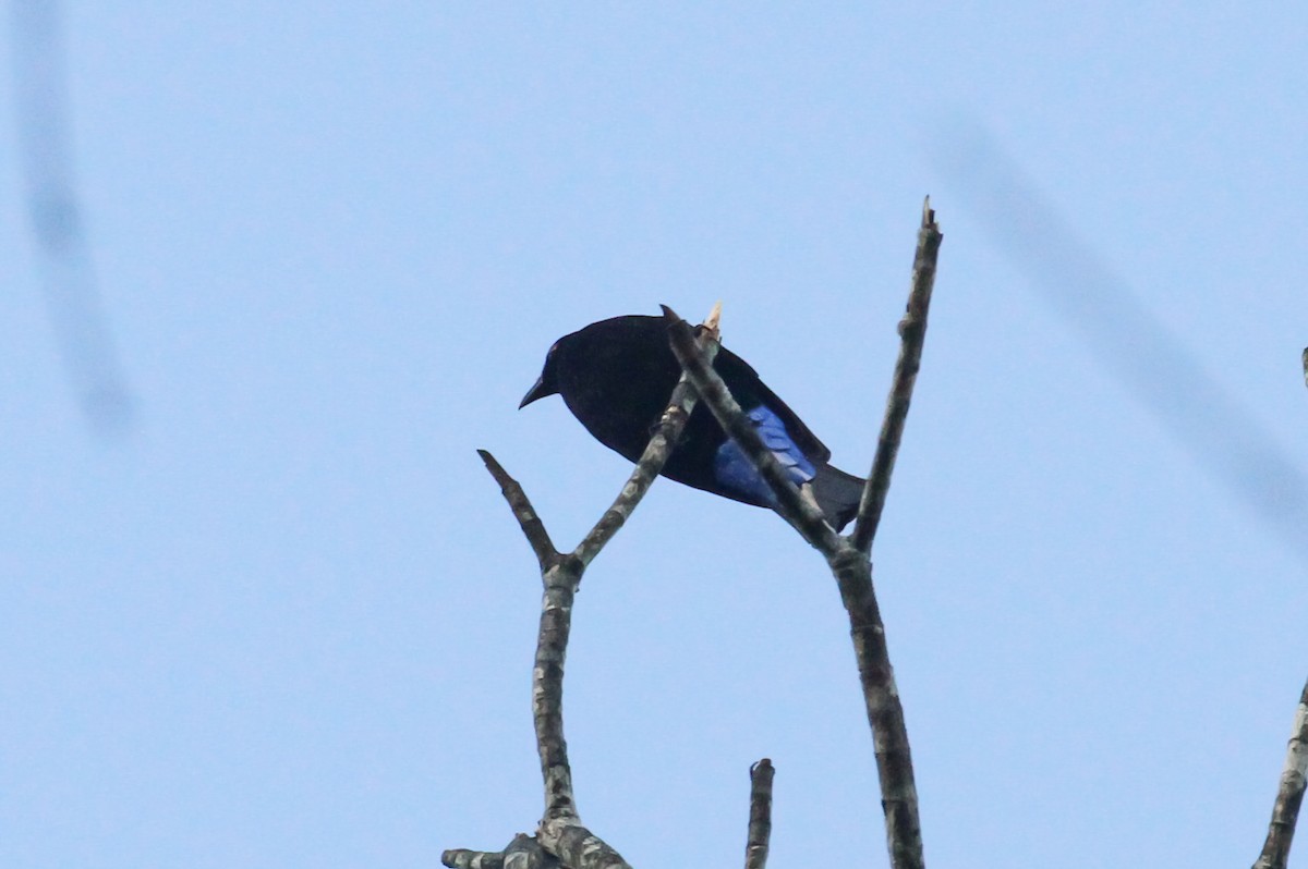 Palawan Fairy-bluebird - ML633884122