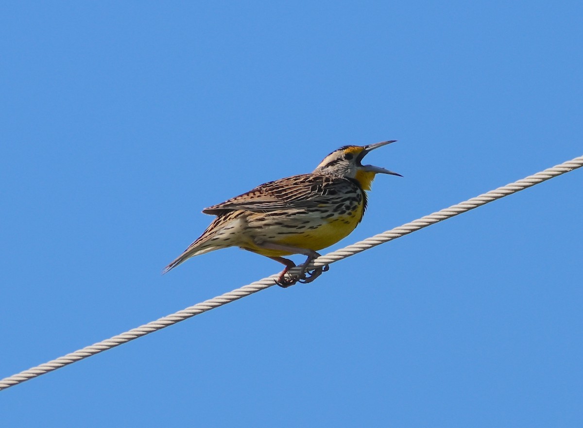 Eastern Meadowlark - ML633884136