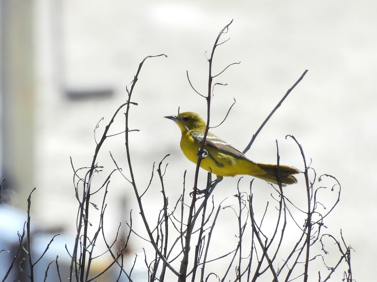 Orchard Oriole - ML633884174