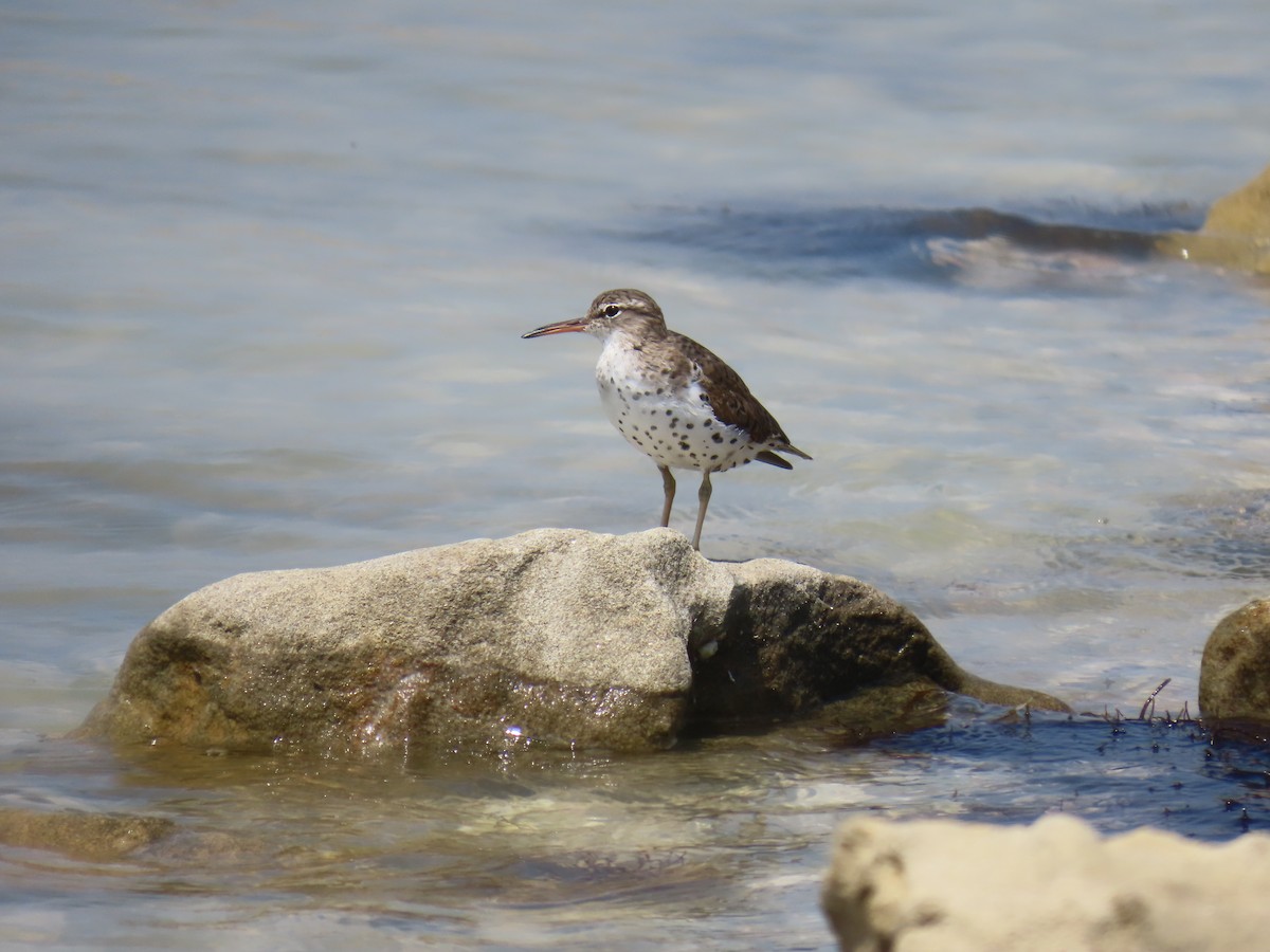 Spotted Sandpiper - ML633884232