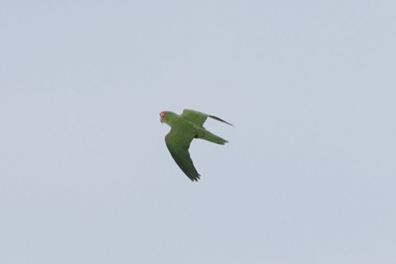 Red-masked Parakeet - Colin Howells