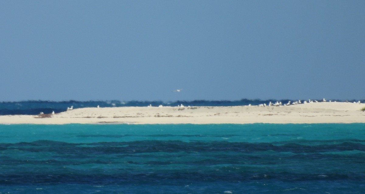 Masked Booby - ML633884632