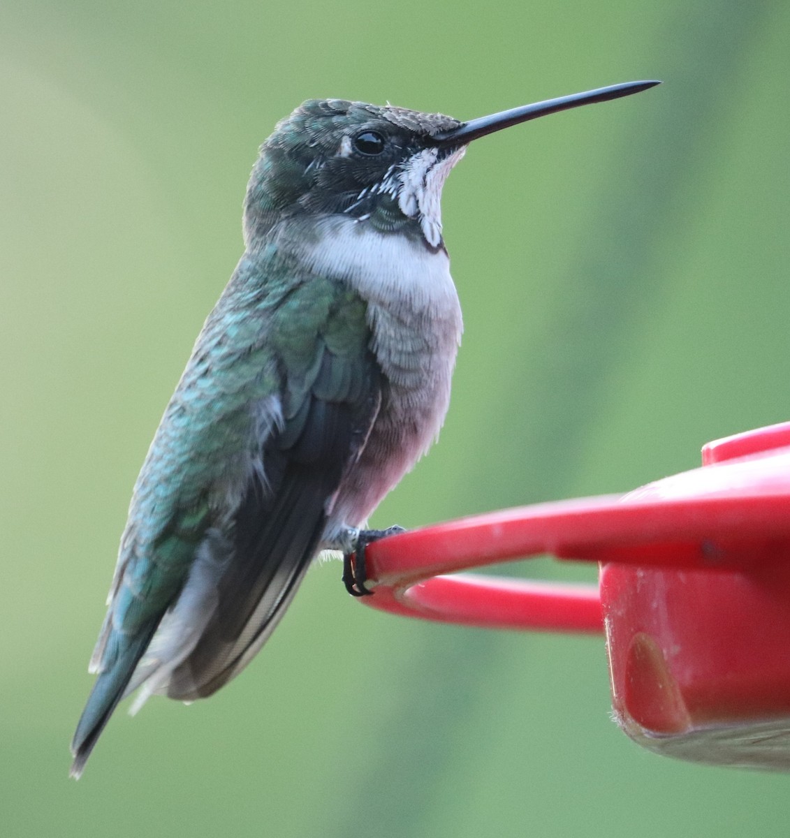 Black-chinned Hummingbird - ML633884676