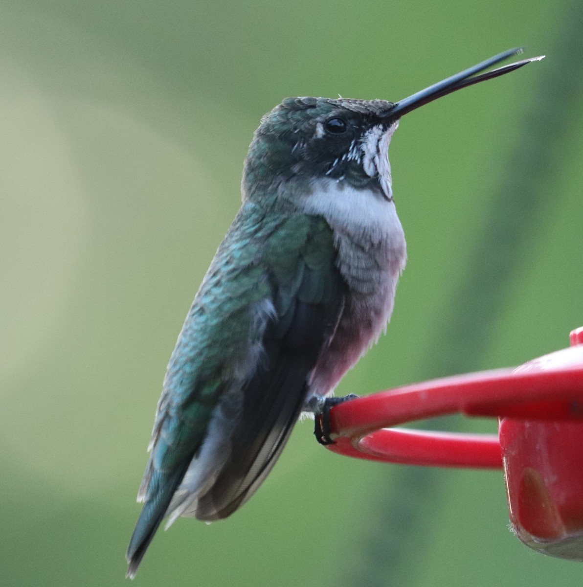 Black-chinned Hummingbird - ML633884694