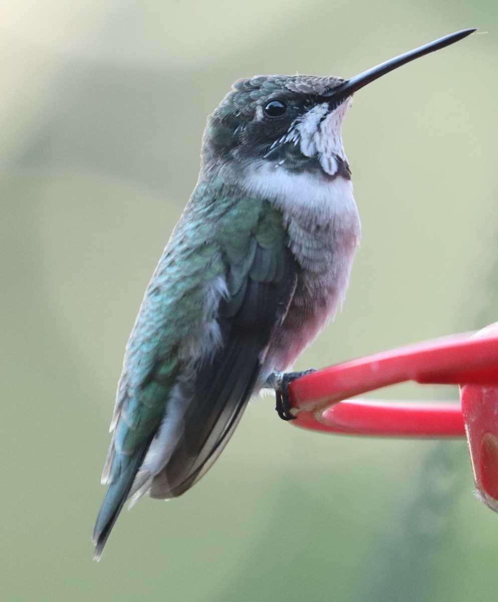 Black-chinned Hummingbird - ML633884710