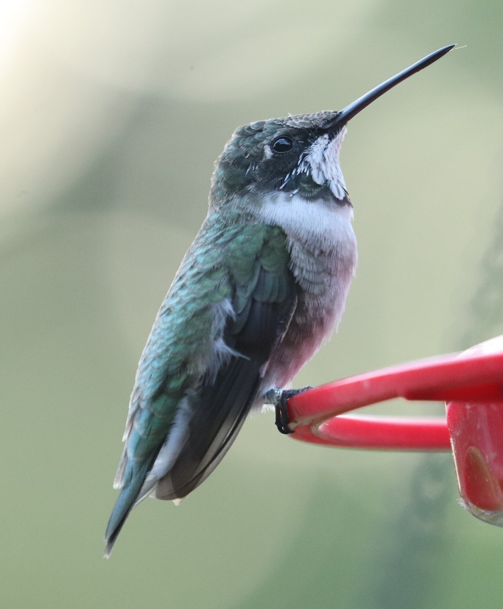 Black-chinned Hummingbird - ML633884726