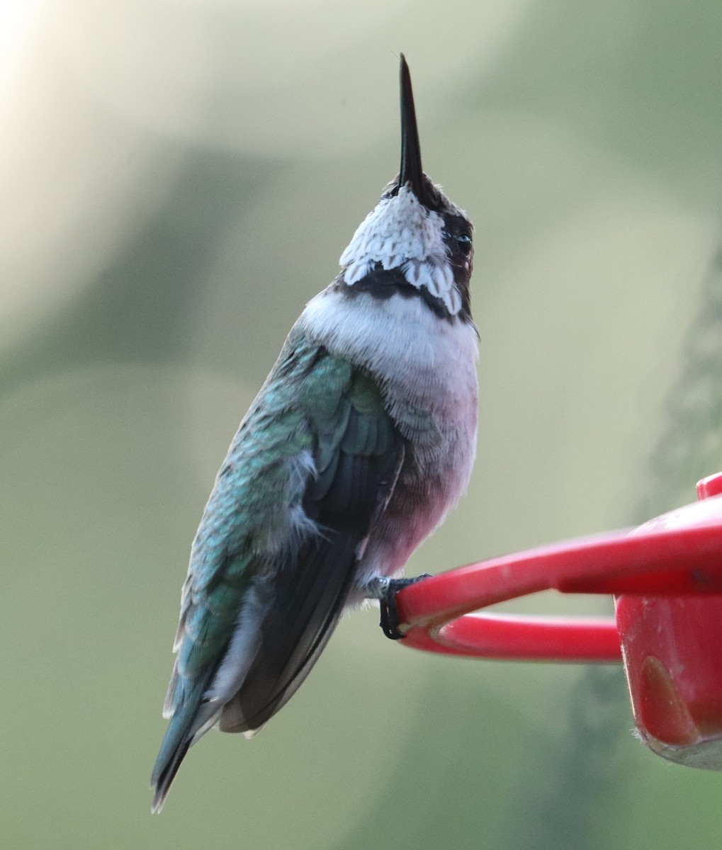 Black-chinned Hummingbird - ML633884729