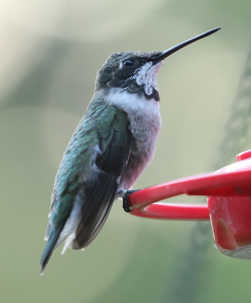 Black-chinned Hummingbird - ML633884743