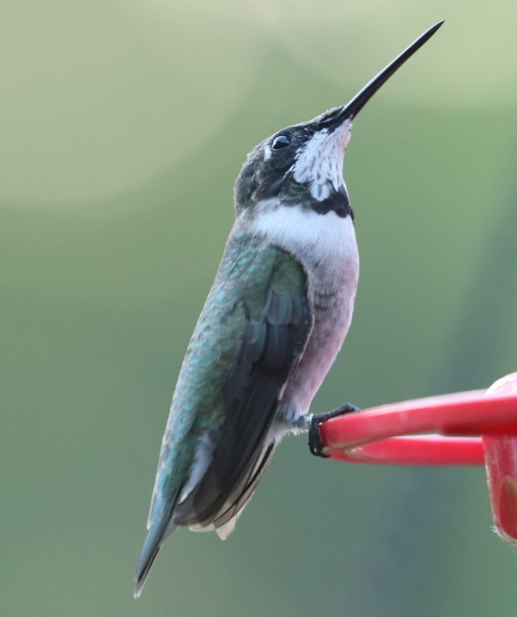 Black-chinned Hummingbird - ML633884772