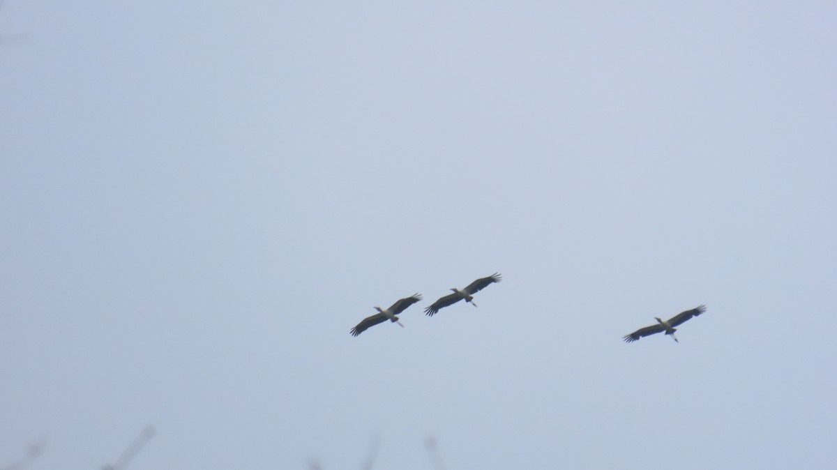 Wood Stork - ML633884909