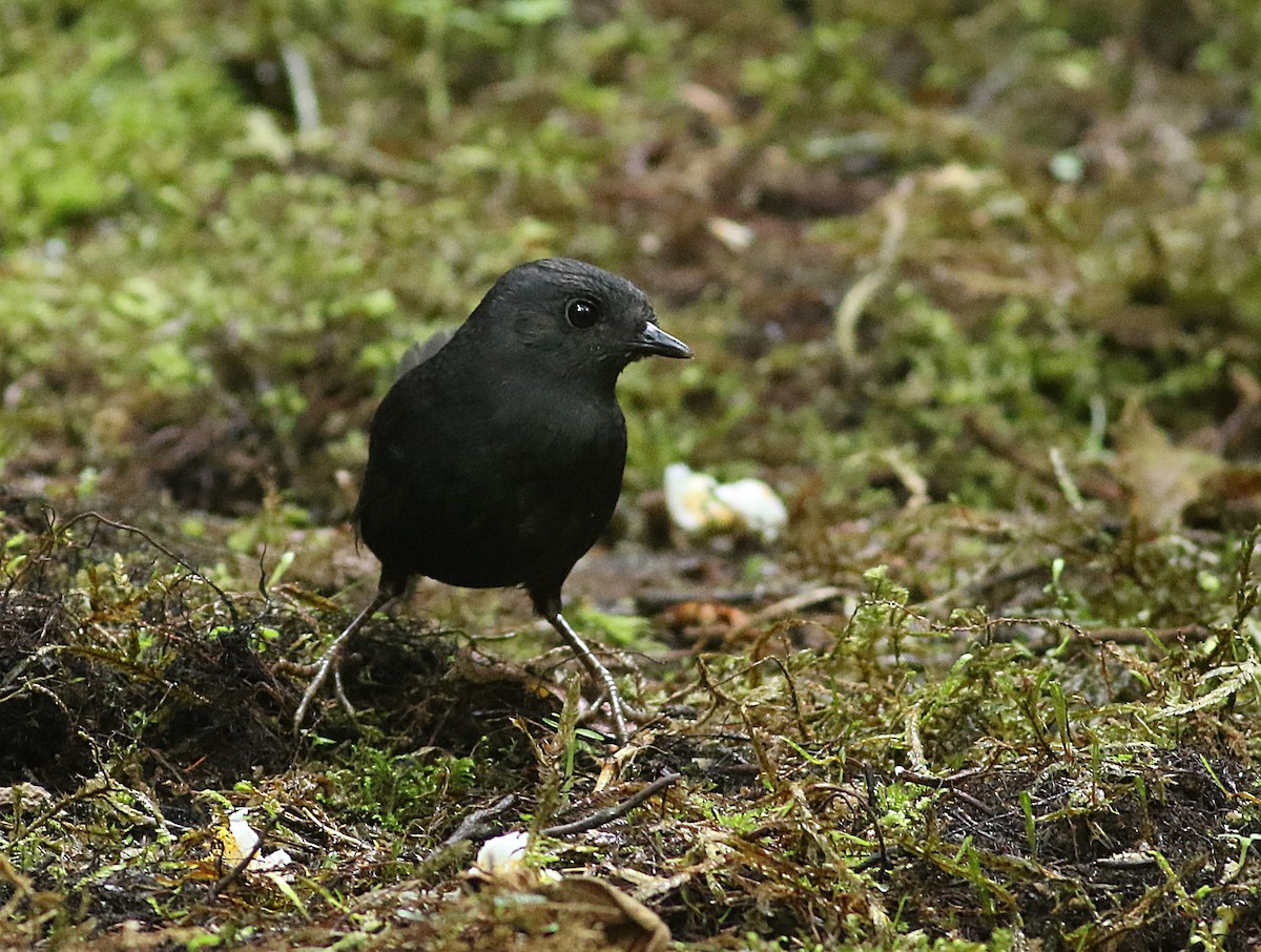 Tatama Tapaculo - ML633885018