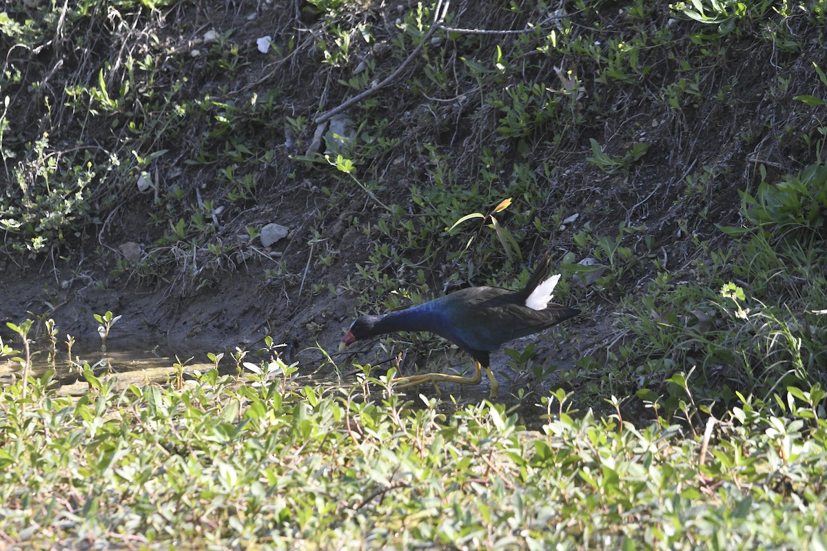 Purple Gallinule - ML633885030