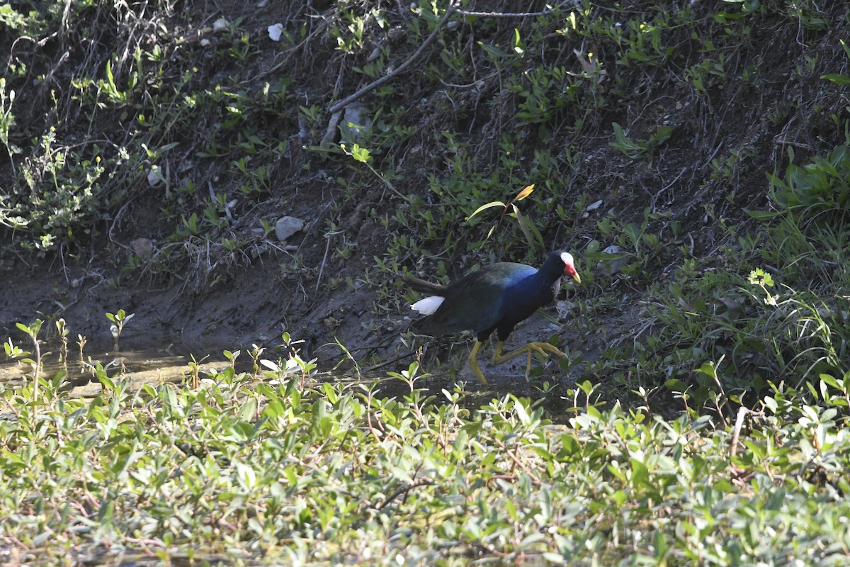 Purple Gallinule - ML633885084