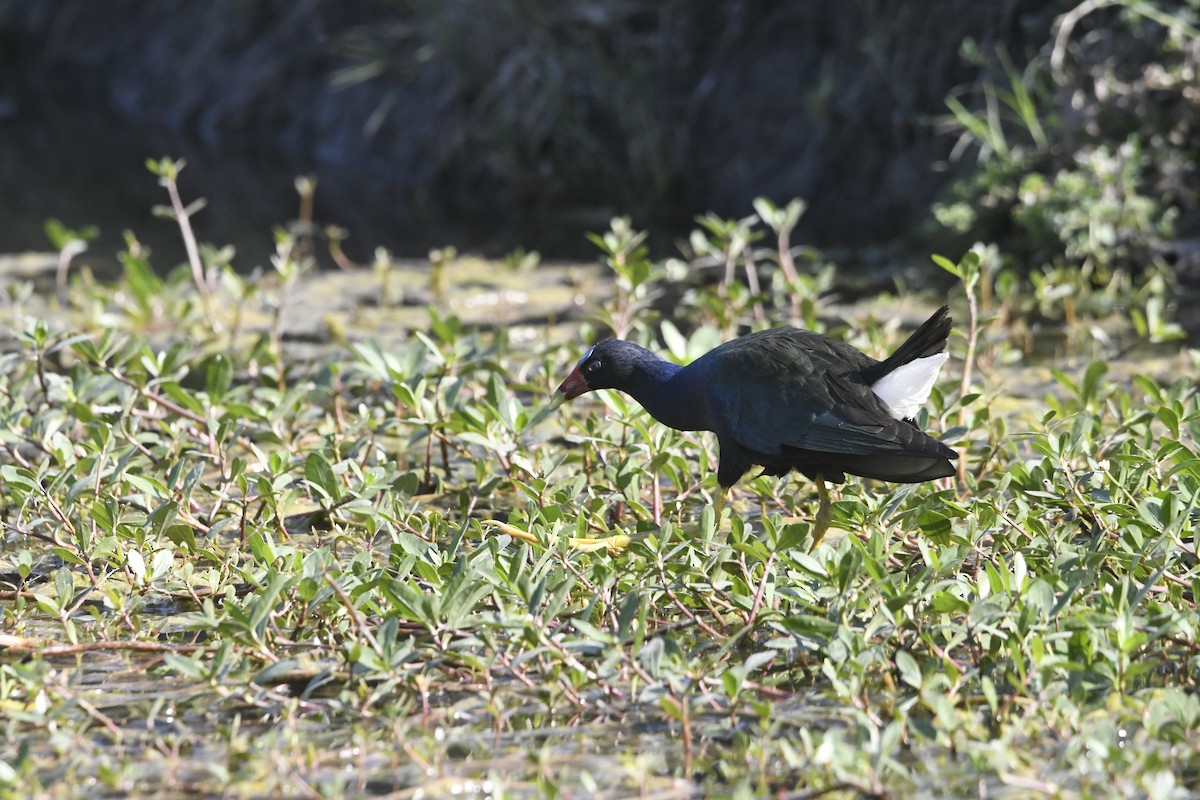 Purple Gallinule - ML633885222