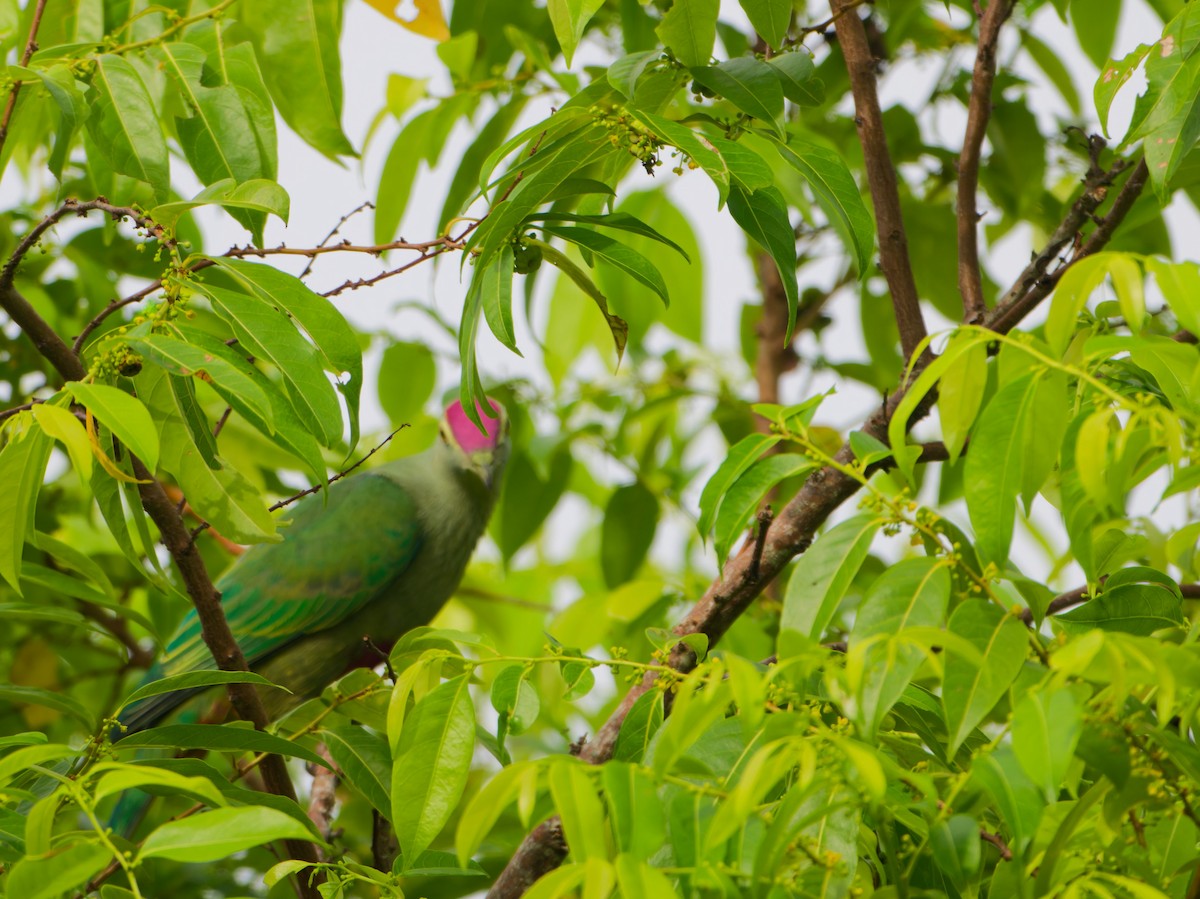 Red-bellied Fruit-Dove - ML633885225