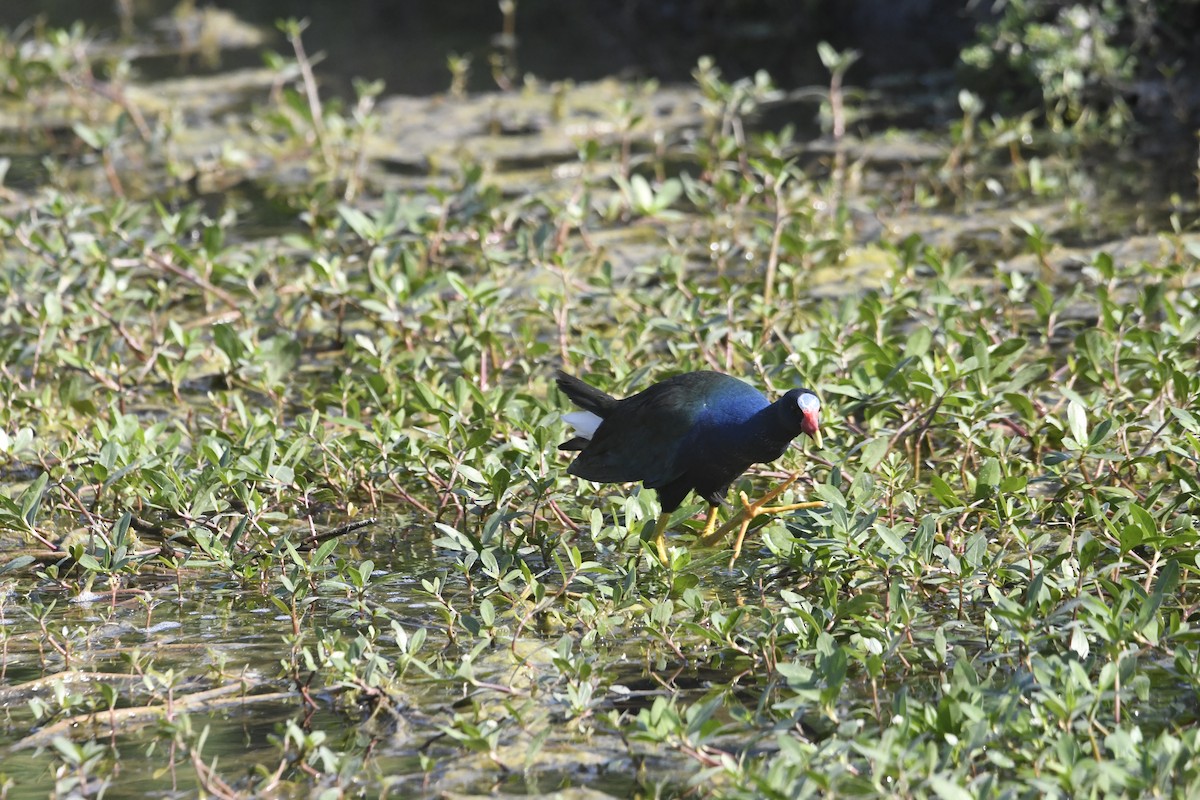 Purple Gallinule - ML633885258