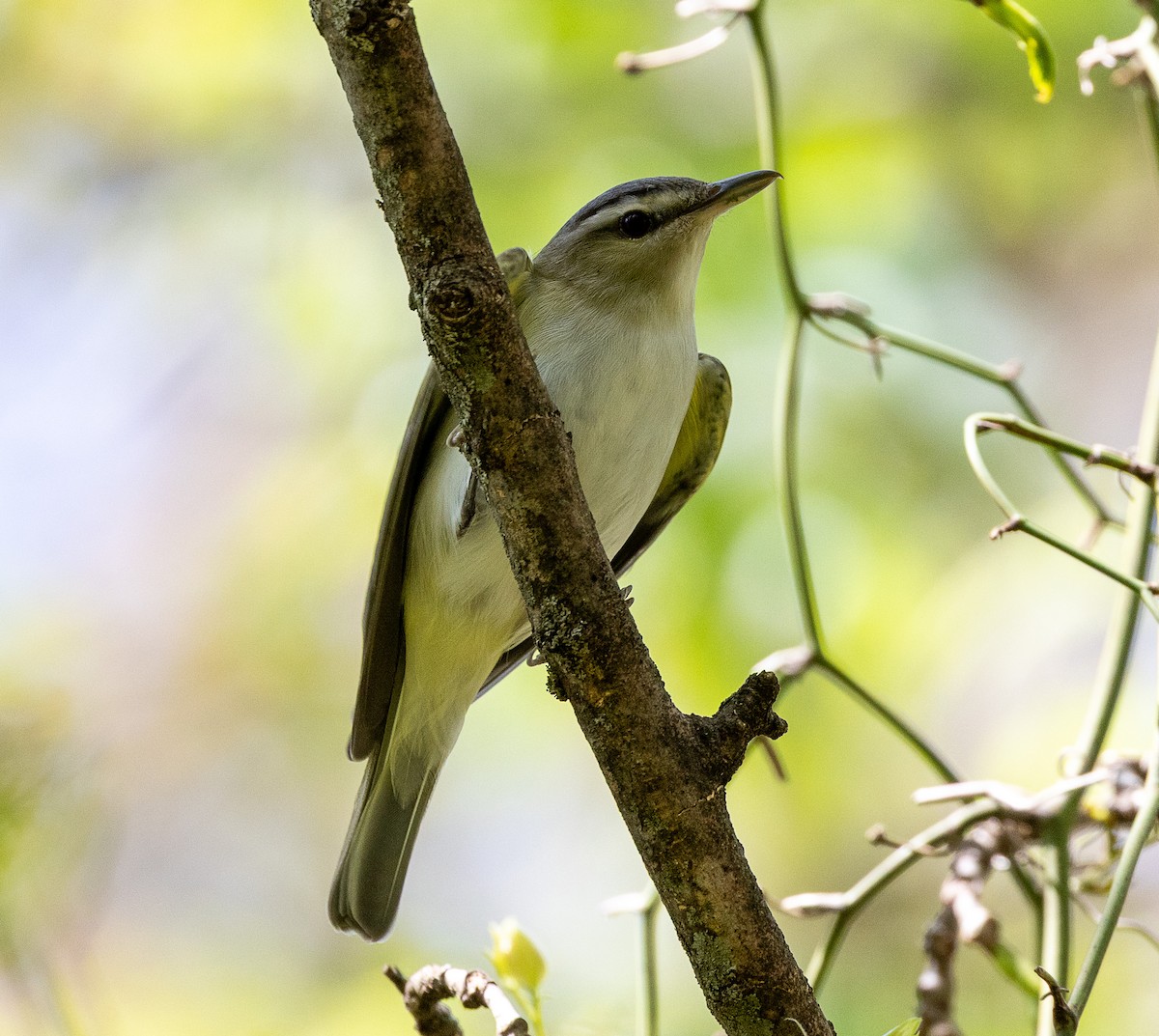 Red-eyed Vireo - ML633885259