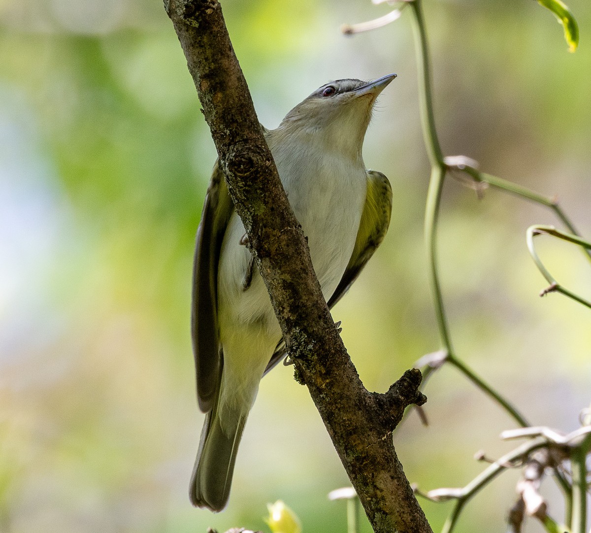 Red-eyed Vireo - ML633885260