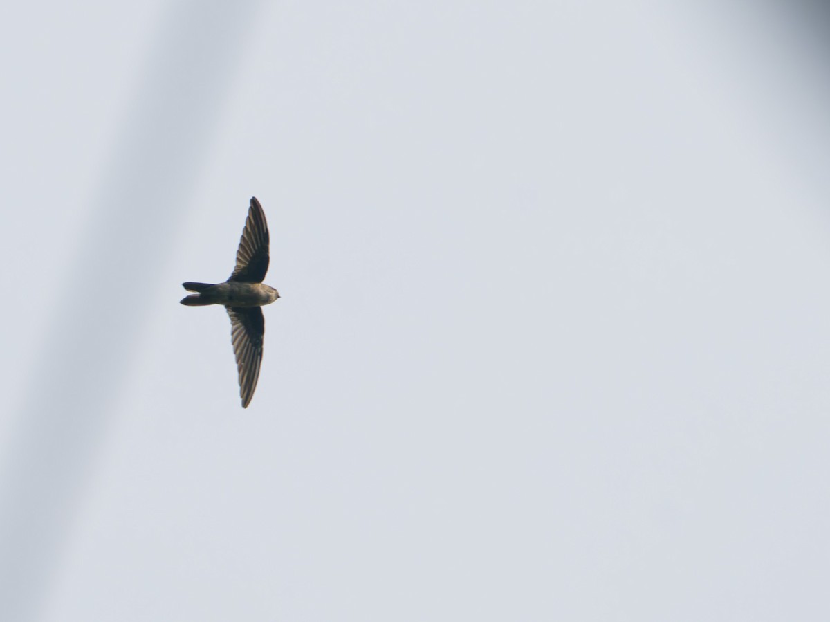 Uniform Swiftlet - ML633885262
