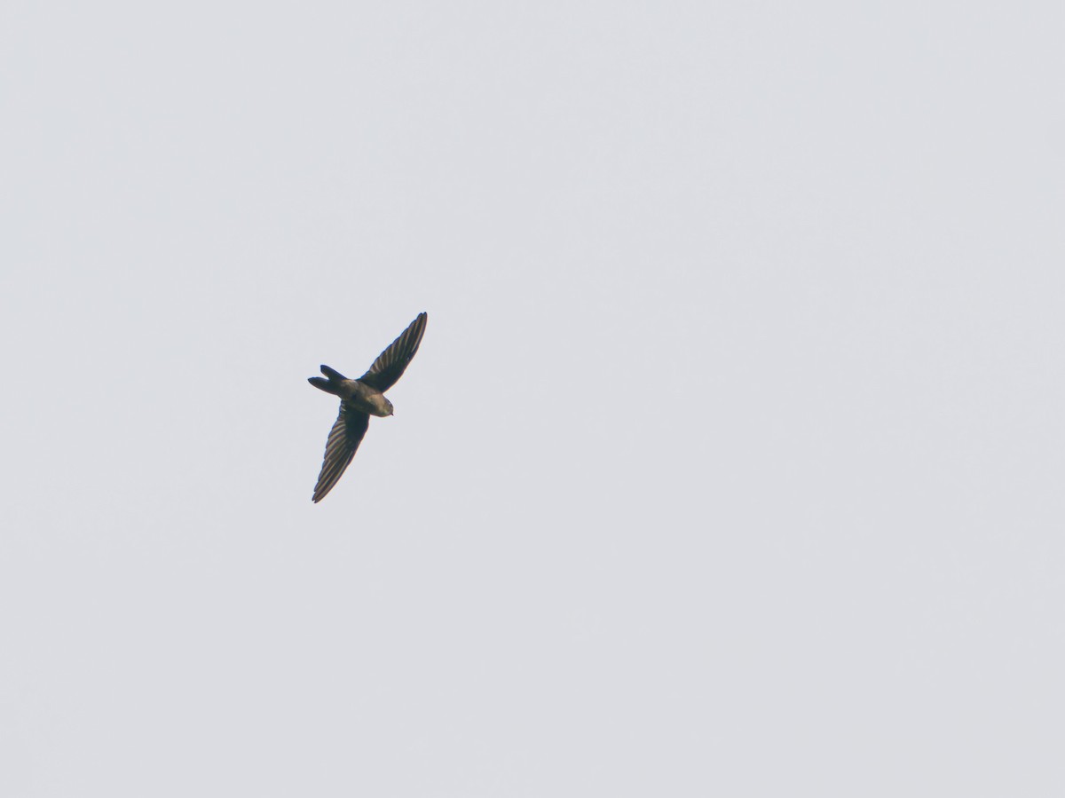 Uniform Swiftlet - ML633885263