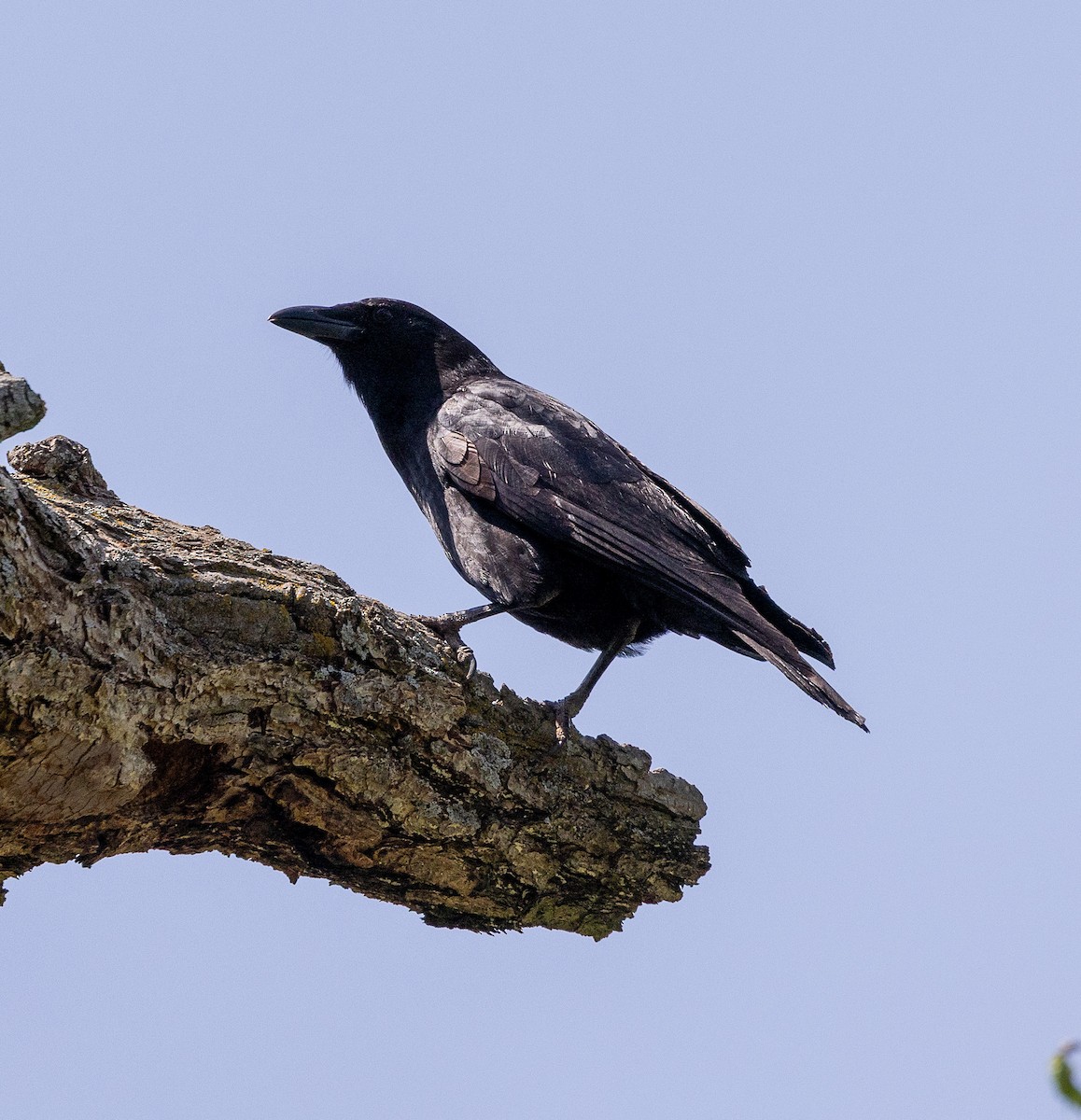 Fish Crow - ML633885265