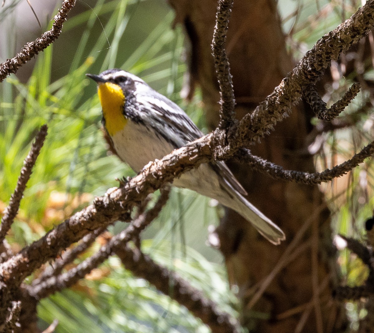Yellow-throated Warbler - ML633885274