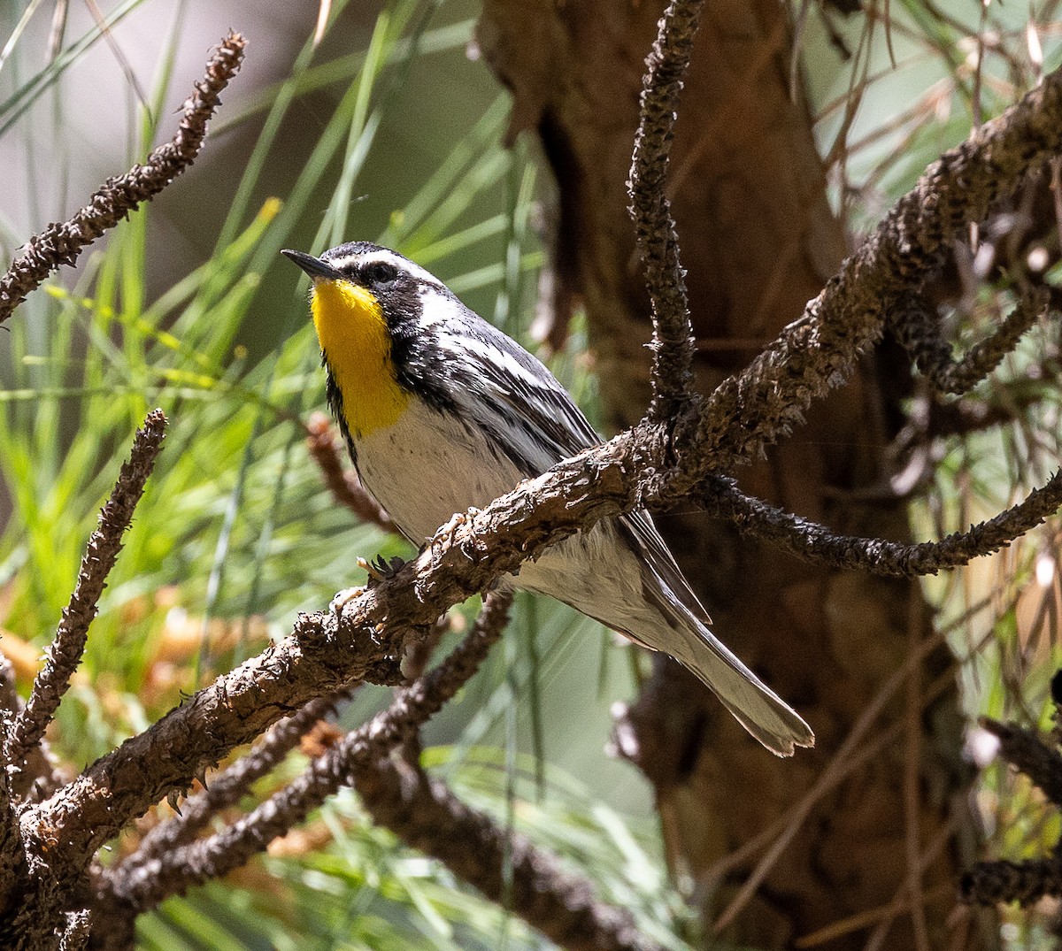 Yellow-throated Warbler - ML633885275