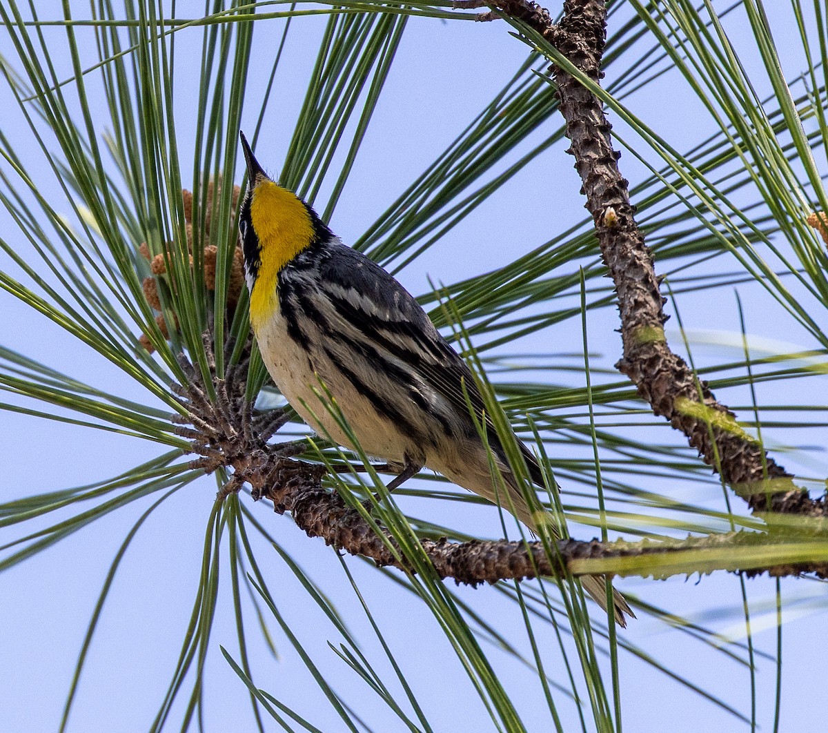 Yellow-throated Warbler - ML633885276