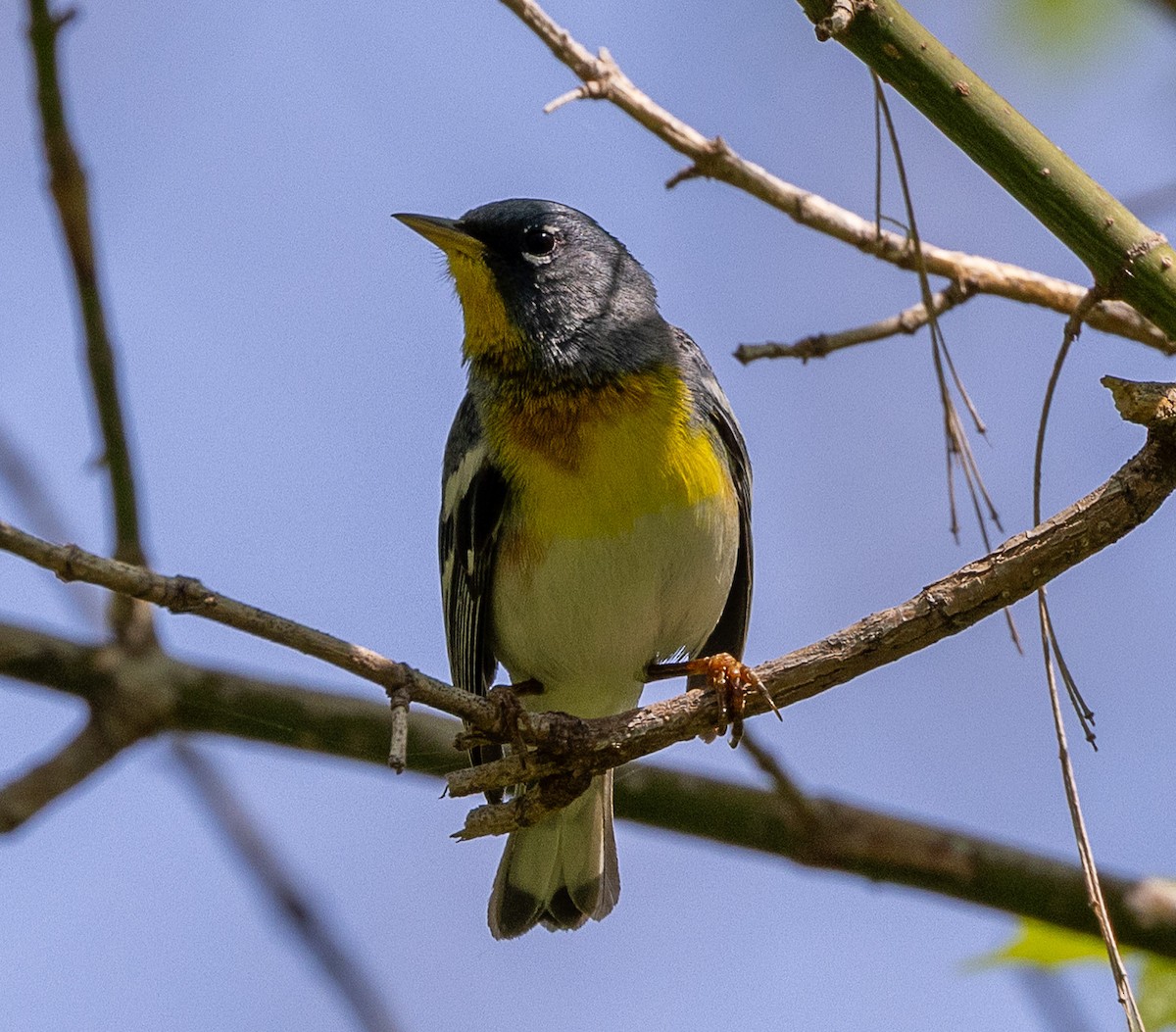 Northern Parula - ML633885284